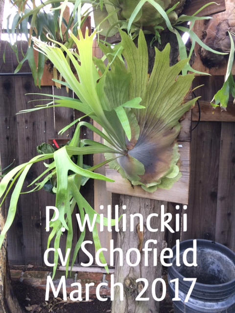 willinckii x diversifolium ビカクシダ just platycerium｜花、園芸